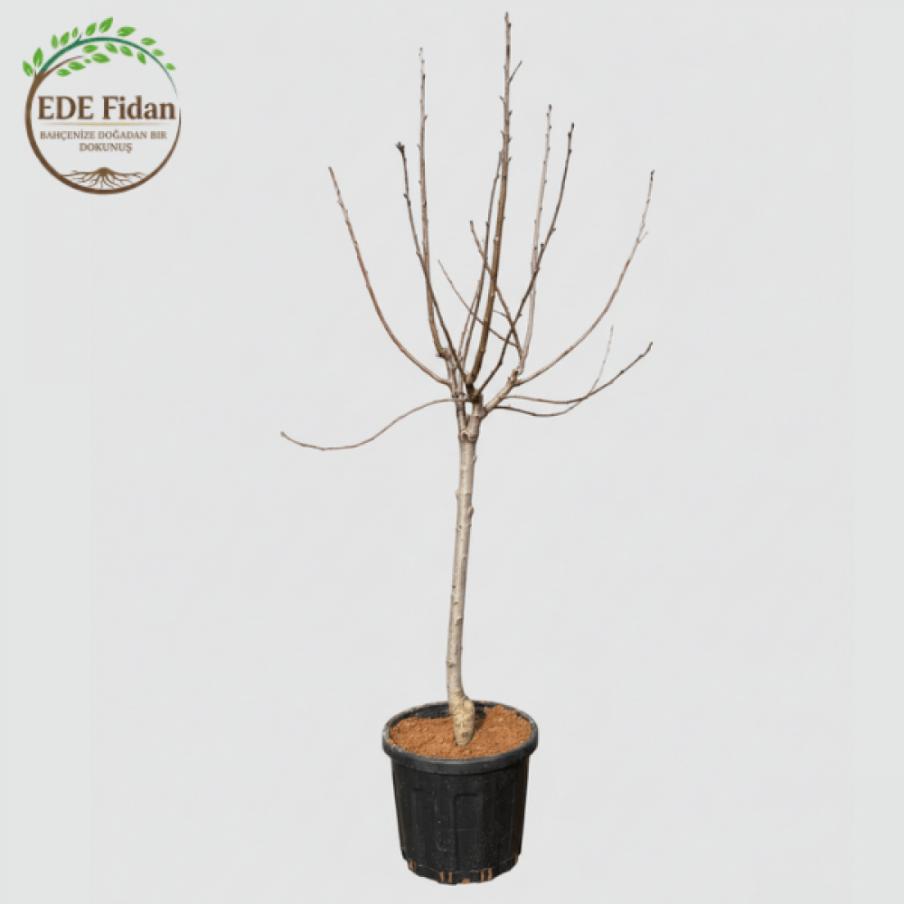 Kiraz Ağacı - 7 YAŞ